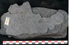 Foto (Detailansicht) von Lepidodendron aculeatum St. (NHMW-GEO-2024-0188-11225)